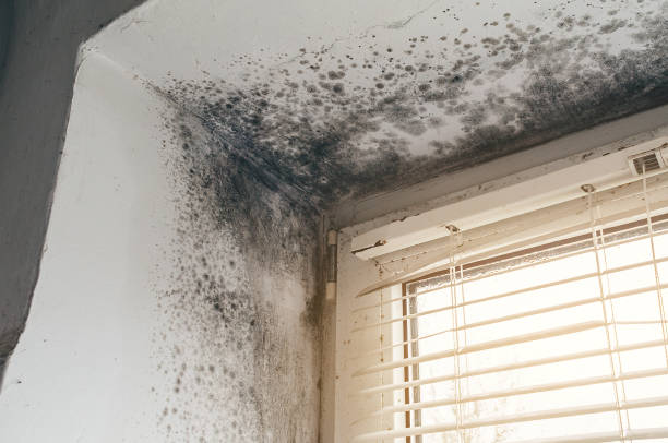 Affordable Basement Mold Removal solutions in Carversville, PA