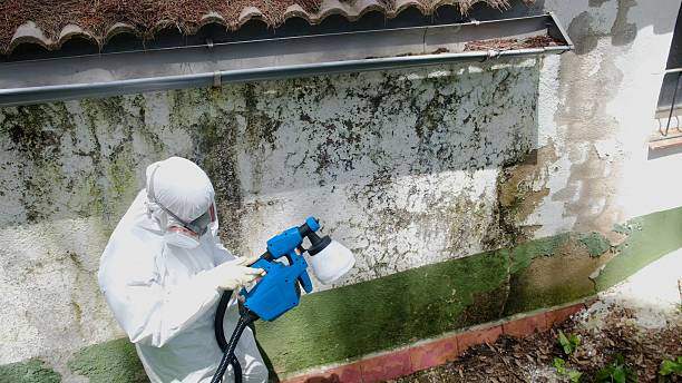 Top rated local Basement Mold Removal specialists in Carversville, PA